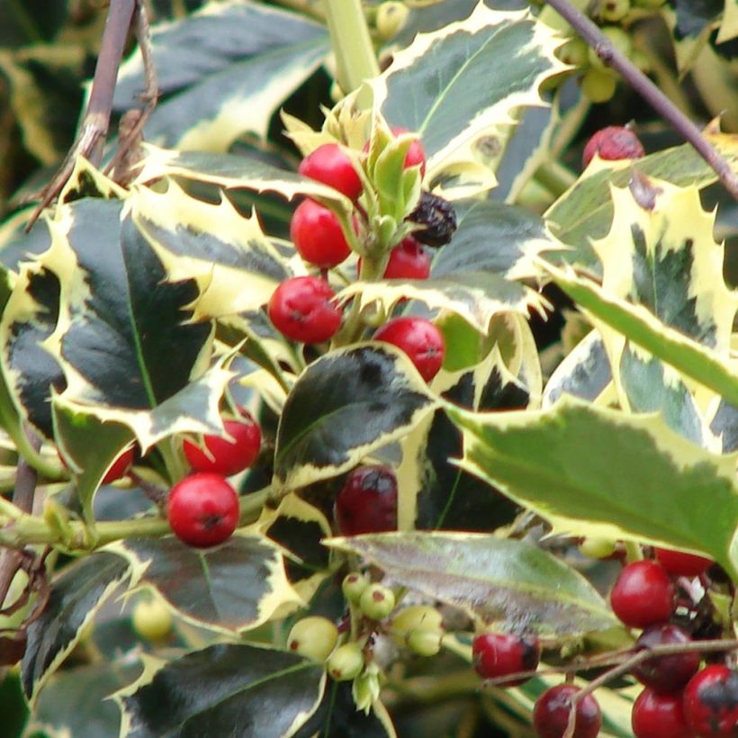 Acebo Madame Briot - Ilex aquifolium (Cosecha)