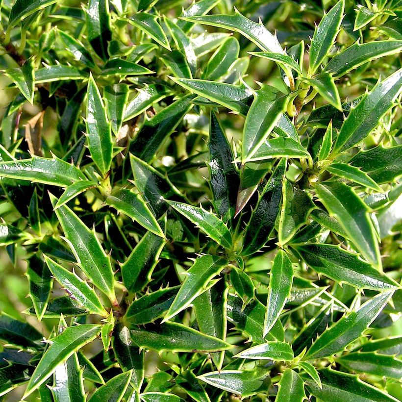 Ilex aquifolium Myrtifolia - Acebo (Follaje)