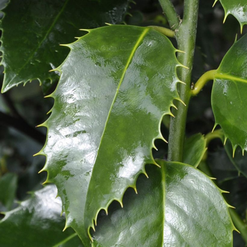 Ilex koehneana Castaenifolia - Acebo (Follaje)