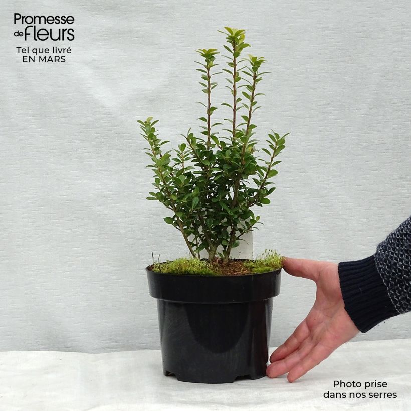 Ilex crenata Caroline Upright - Houx crénelé Pot de 2L/3L Ejemplar entregado en invierno