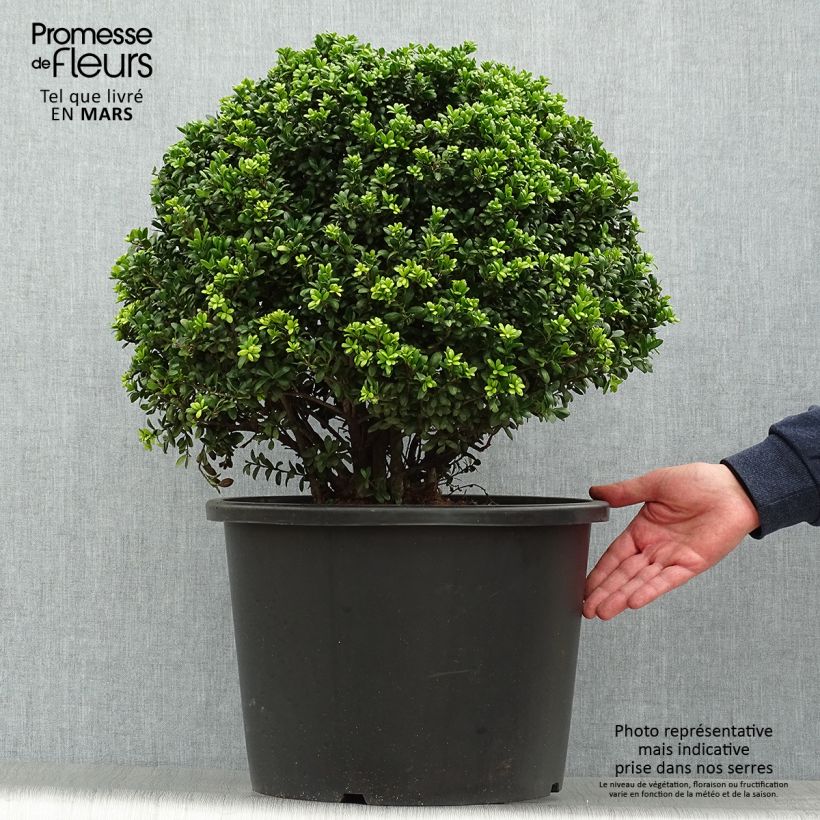 Houx crénelé - Ilex crenata Convexa taillé en boule de diamètre 50/+ cm en pot de 7,5L/10L Ejemplar entregado en la primavera