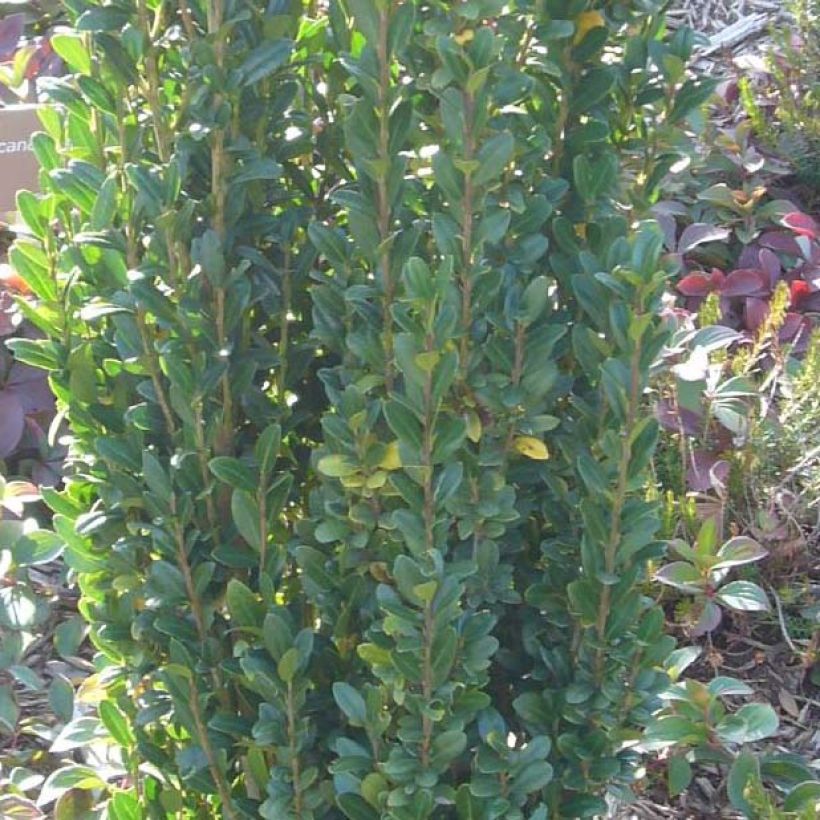 Acebo japonés Fastigiata - Ilex crenata (Follaje)