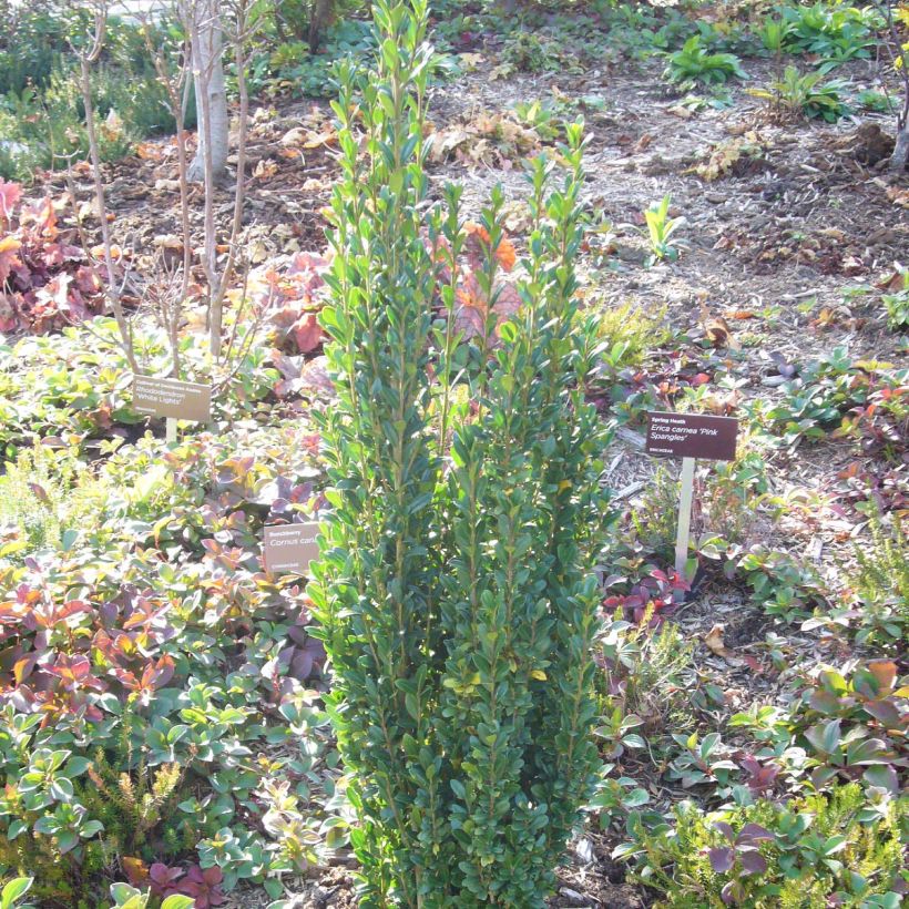 Acebo japonés Fastigiata - Ilex crenata (Porte)