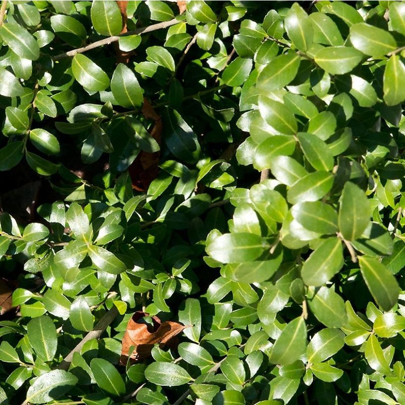 Acebo japonés Kinme - Ilex crenata (Follaje)