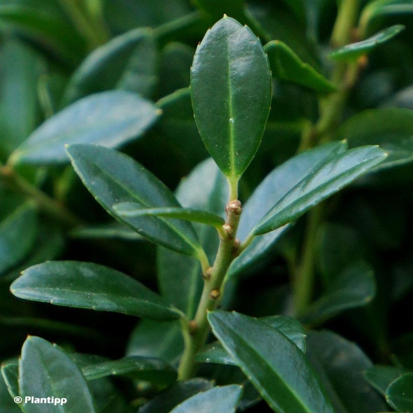 Acebo japonés Luxus Globe - Ilex crenata (Follaje)