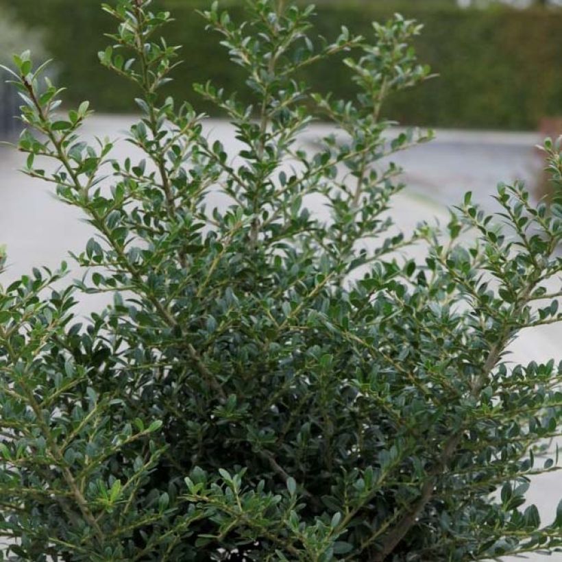 Acebo japonés Stokes - Ilex crenata (Follaje)