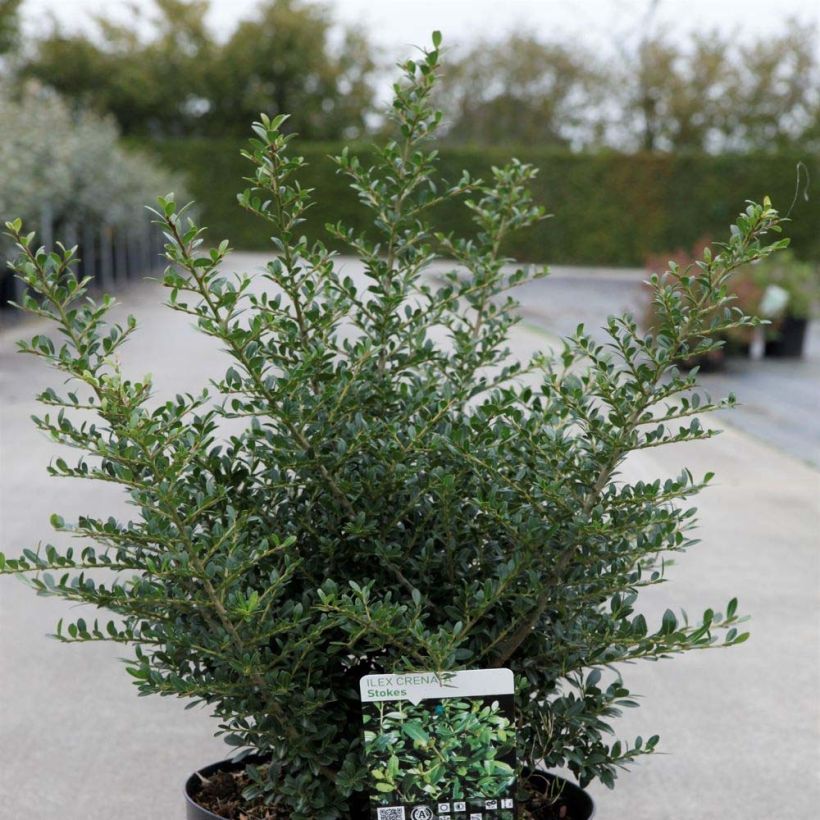 Acebo japonés Stokes - Ilex crenata (Porte)