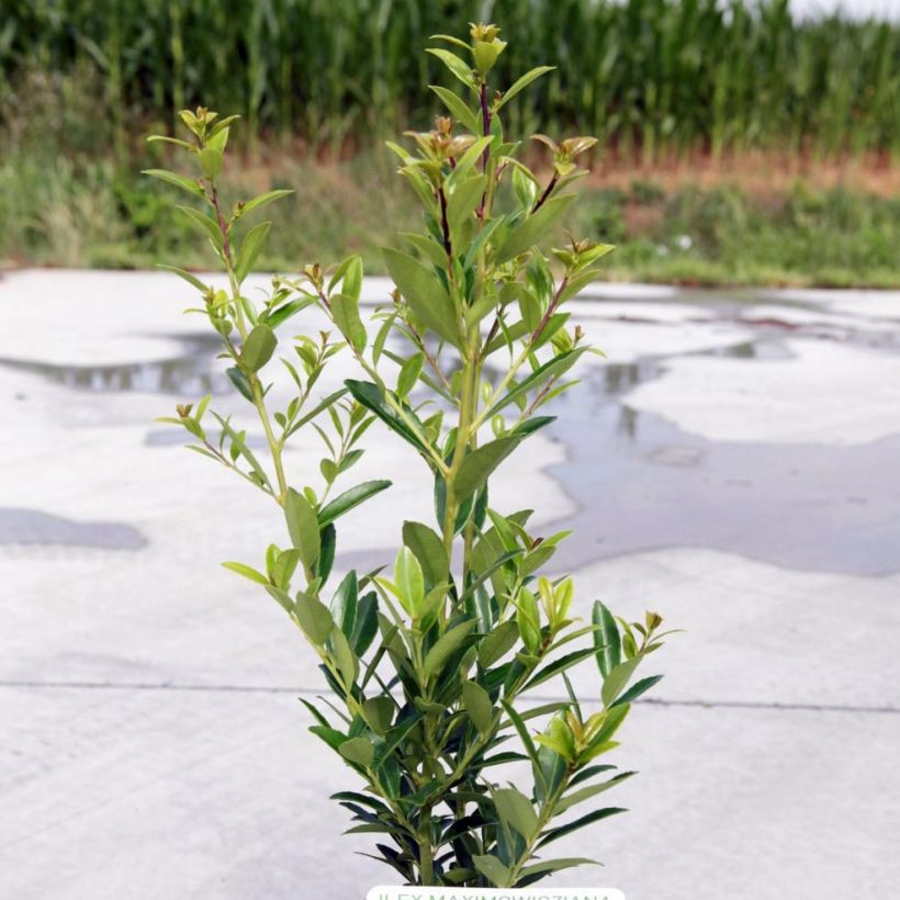 Ilex maximowicziana Kanehirae - Acebo (Porte)