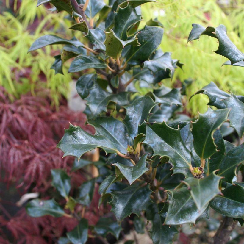 Ilex meserveae Blue Angel - Acebo azul (Follaje)