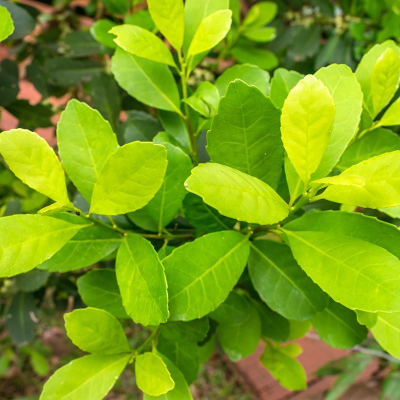 Yerba mate - Ilex paraguariensis (Follaje)