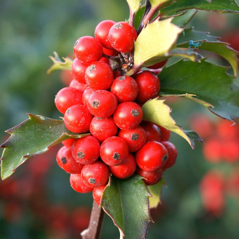 Ilex meserveae Mesid - Acebo azul (Cosecha)