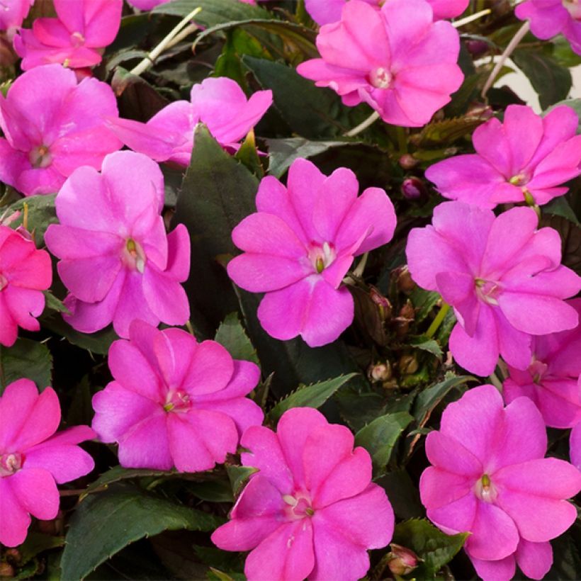 Impatiens Sunpatiens Compact Hot Lilac - Alegría (Floración)