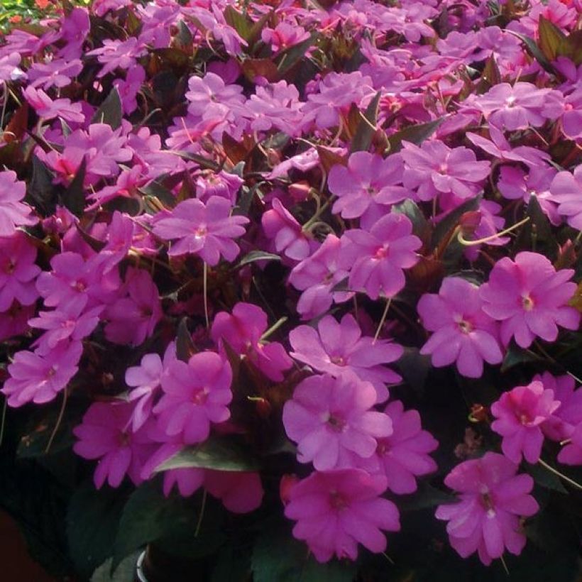 Impatiens SunPatiens Vigorous Lavender - Alegría (Floración)