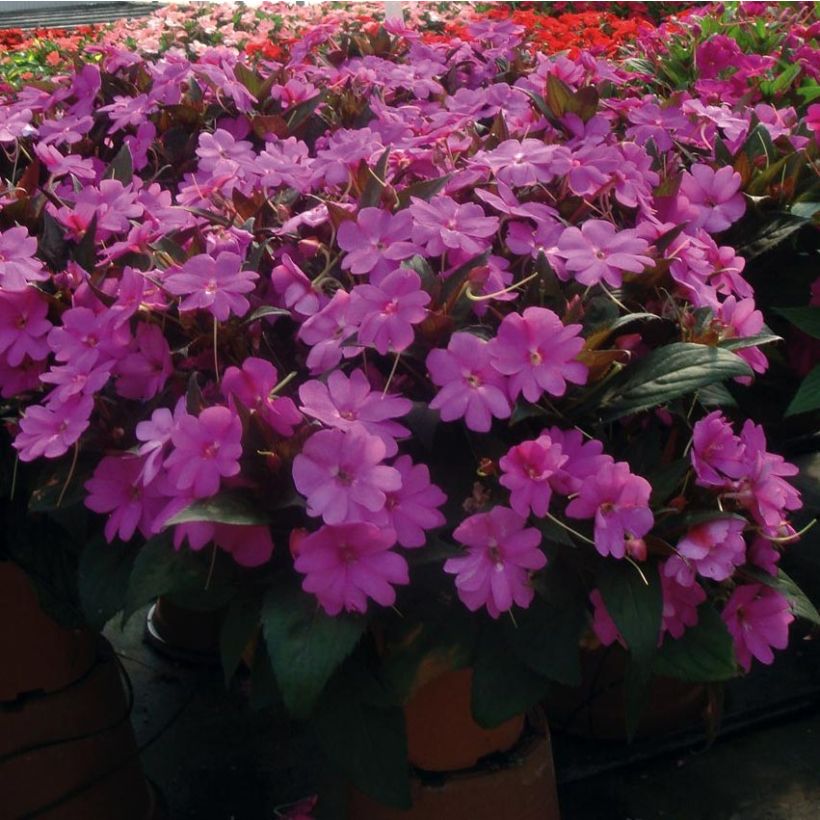 Impatiens SunPatiens Vigorous Lavender - Alegría (Porte)