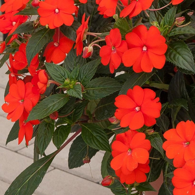 Impatiens SunPatiens Vigorous Orange Improved - Alegría (Follaje)