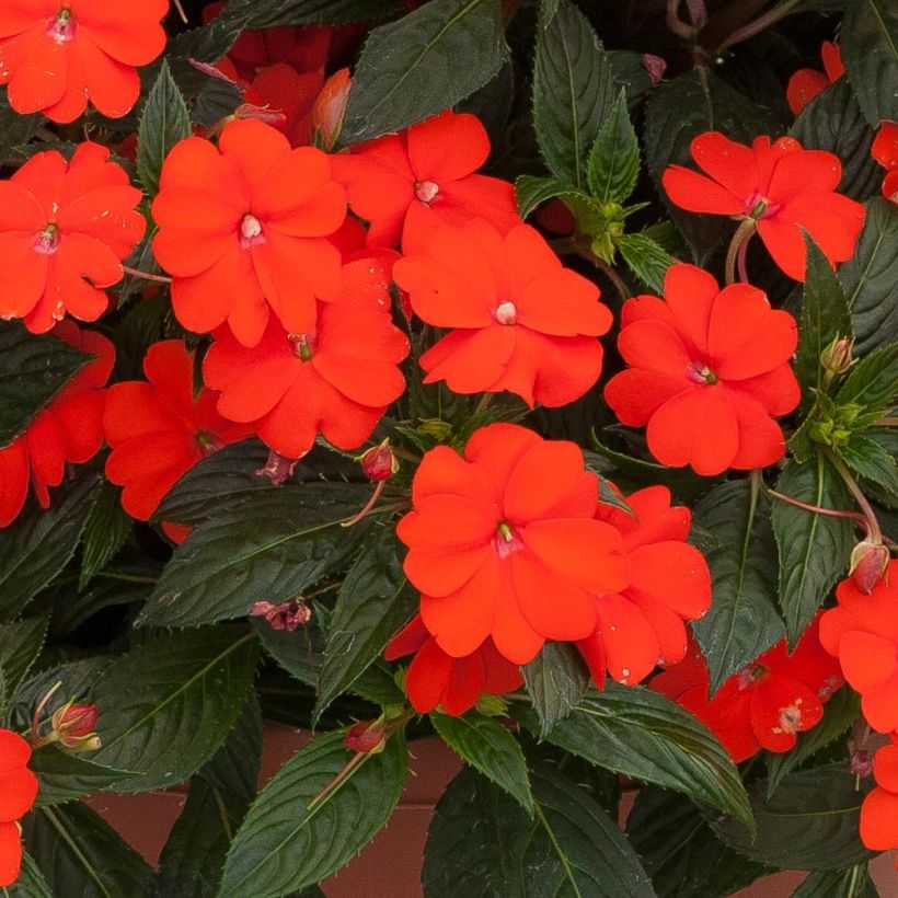 Impatiens SunPatiens Vigorous Orange Improved - Alegría (Floración)