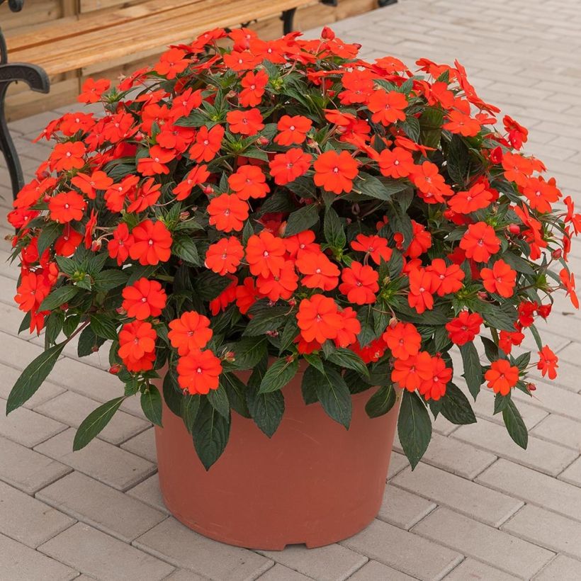 Impatiens SunPatiens Vigorous Orange Improved - Alegría (Porte)