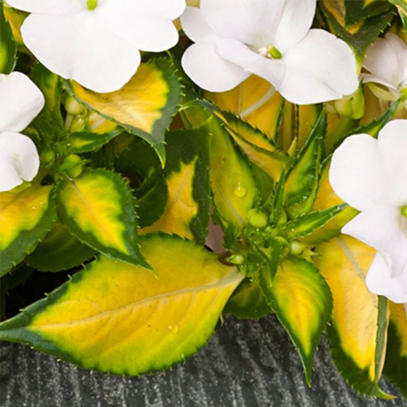 Impatiens SunPatiens Vigorous White Variegated - Alegría (Follaje)