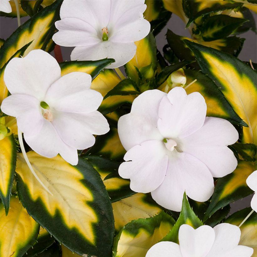 Impatiens SunPatiens Vigorous White Variegated - Alegría (Floración)