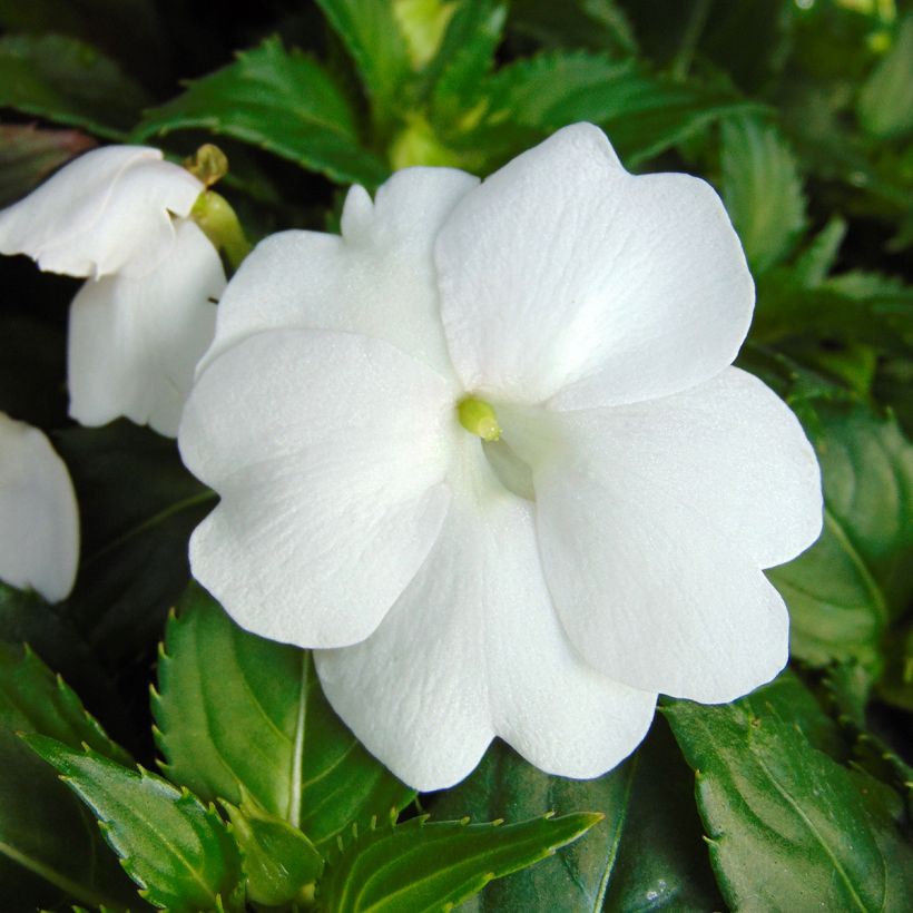 Alegría de la casa SunPatiens compacta blanca - Impatiens (Floración)