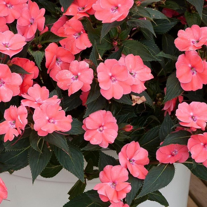 Impatiens SunPatiens Vigorous Pink Pearl - Alegría (Follaje)