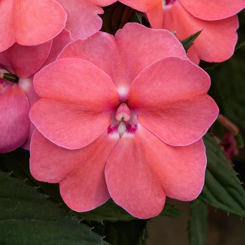 Impatiens SunPatiens Vigorous Pink Pearl - Alegría (Floración)