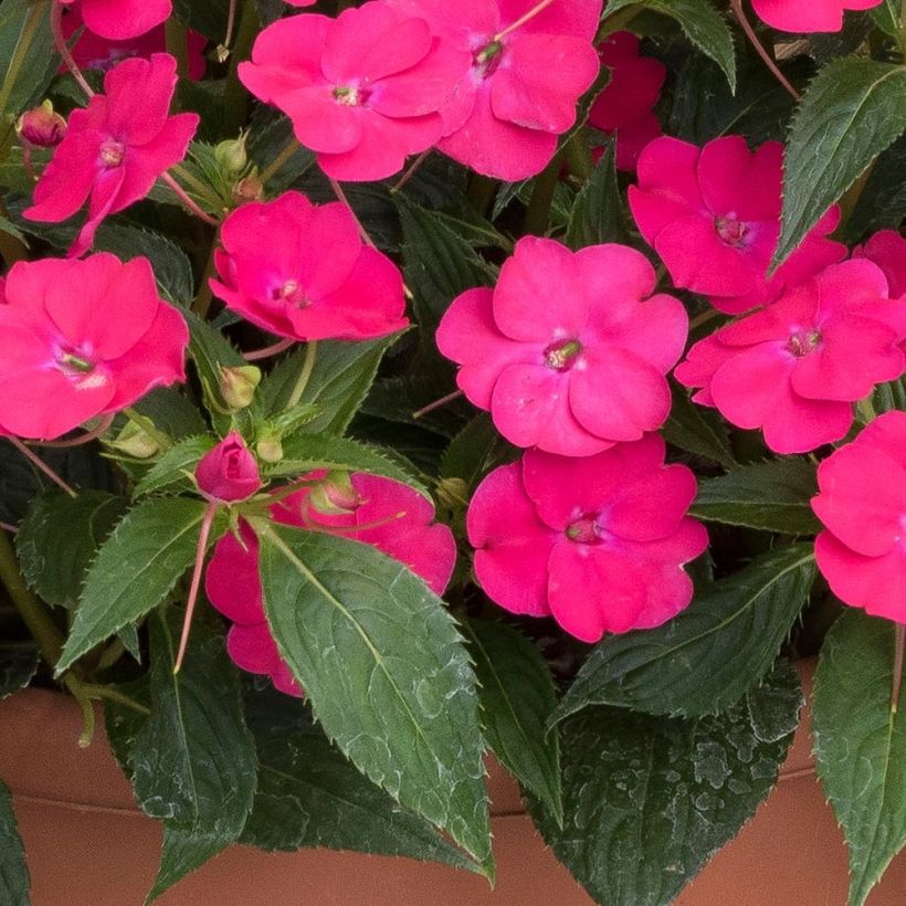 Impatiens SunPatiens Vigorous Rose Pink - Alegría (Follaje)