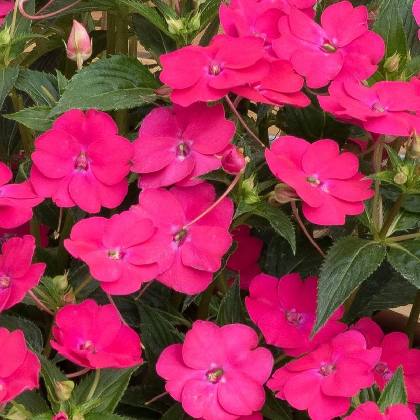 Impatiens SunPatiens Vigorous Rose Pink - Alegría (Floración)