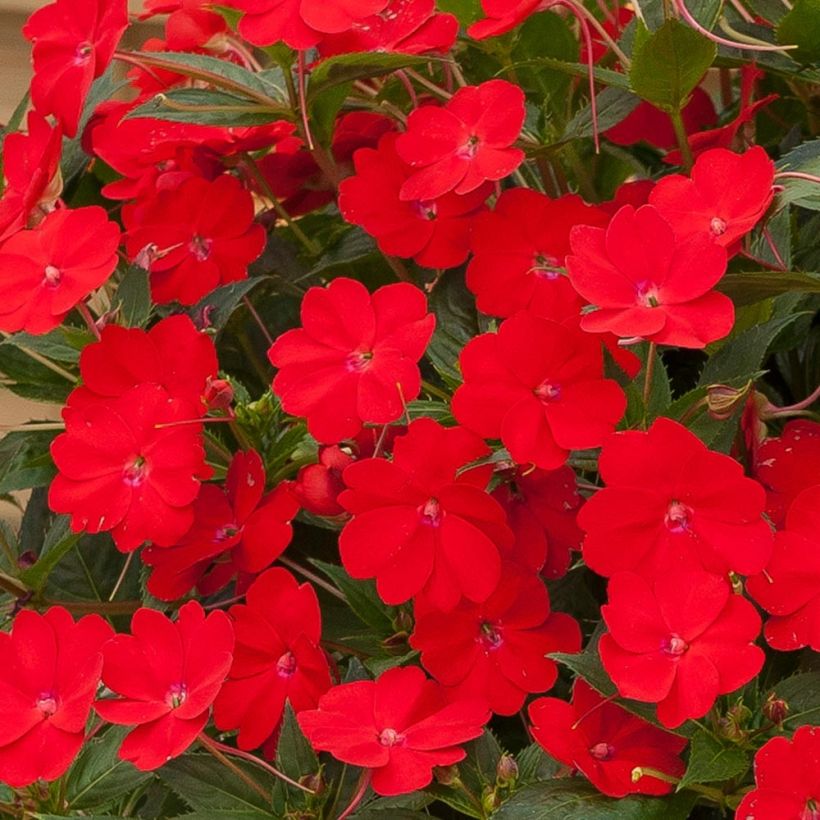 Impatiens SunPatiens Vigorous Scarlet - Alegría (Floración)