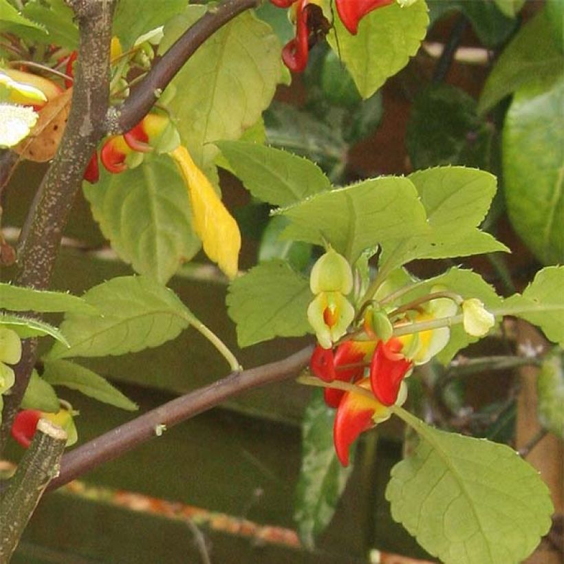 Impatiens niamniamensis - Congo cacatua (Follaje)