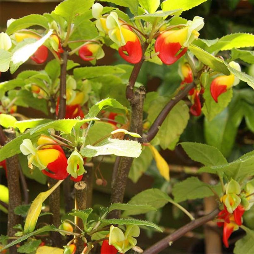 Impatiens niamniamensis - Congo cacatua (Floración)