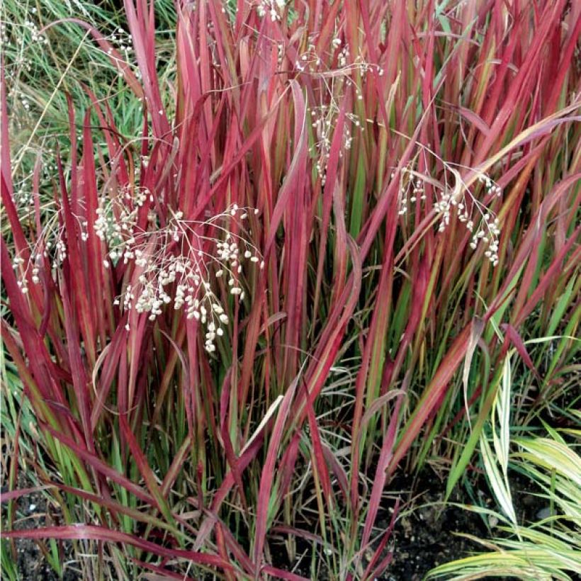 Imperata cylindrica Red Baron (Porte)