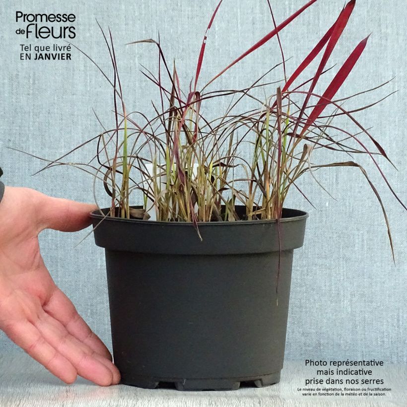 Imperata cylindrica Red Baron - 2L/3L Ejemplar entregado en invierno