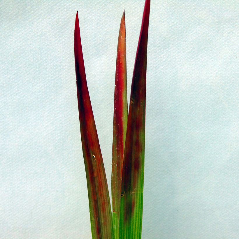 Imperata cylindrica Red Baron (Follaje)