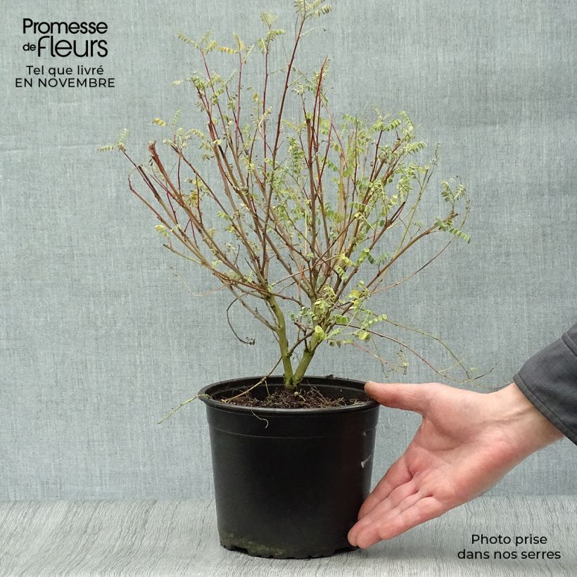 Ejemplar de Indigofera heterantha (gerardiana) - Indigotier rose Pot de 2L/3L entregado en otoño