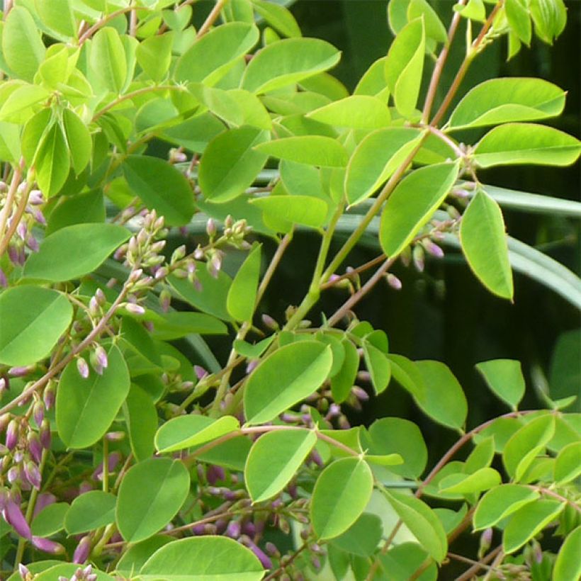 Indigofera kirilowii - Indigo de Kirilow (Follaje)