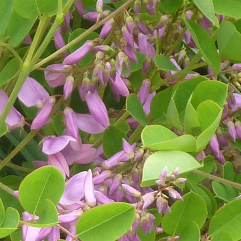 Indigofera kirilowii - Indigo de Kirilow (Floración)