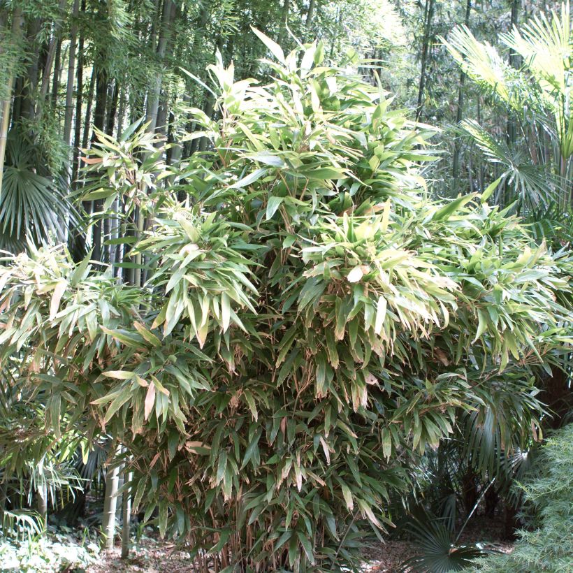 Indocalamus latifolius - Bambú (Porte)