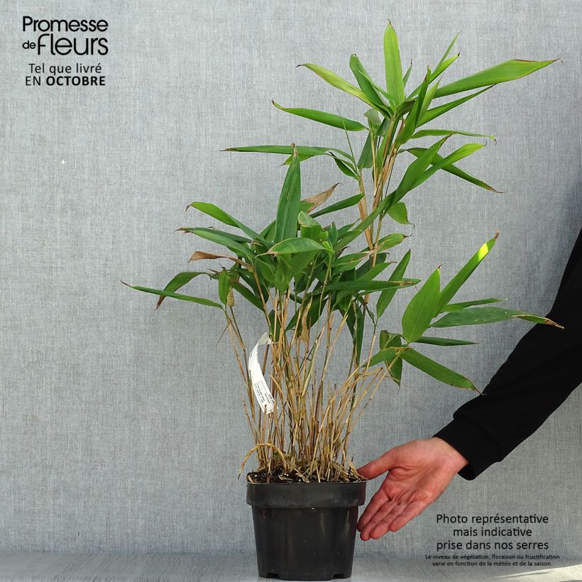 Ejemplar de Indocalamus latifolius - Bambou nain Pot de 2L/3L entregado en otoño