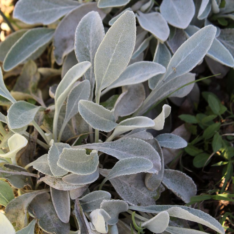 Inula candida subsp. verbascifolia (Follaje)