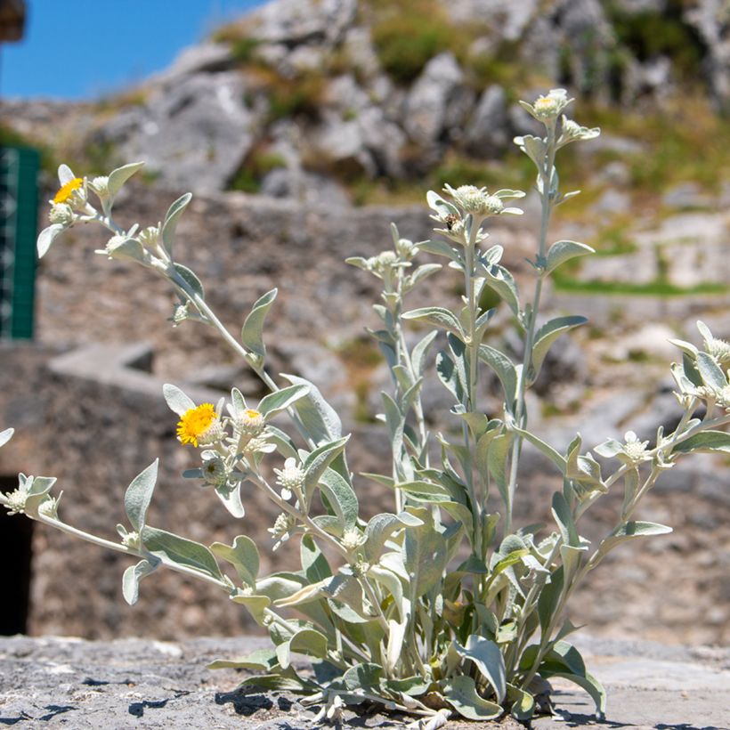 Inula candida subsp. verbascifolia (Porte)