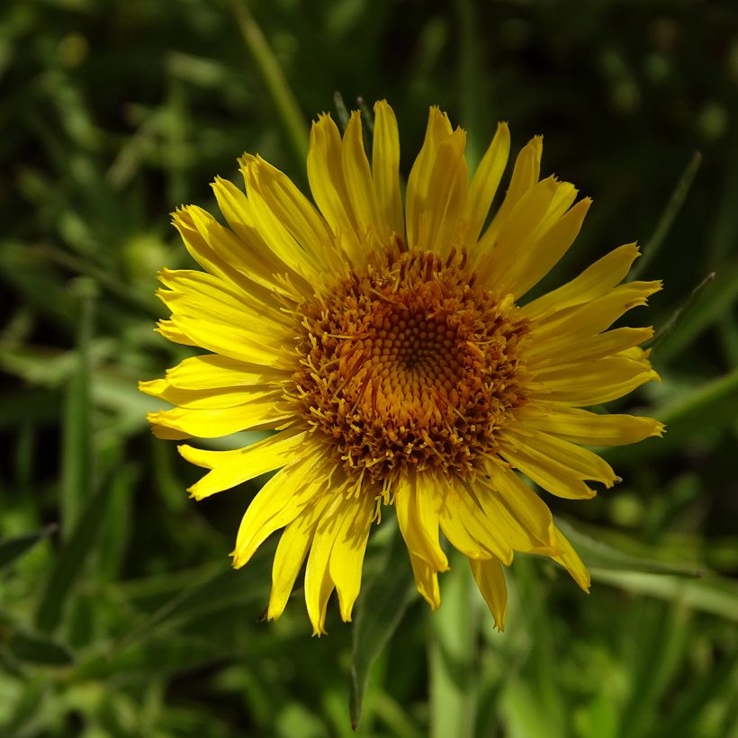 Inula ensifolia (Floración)