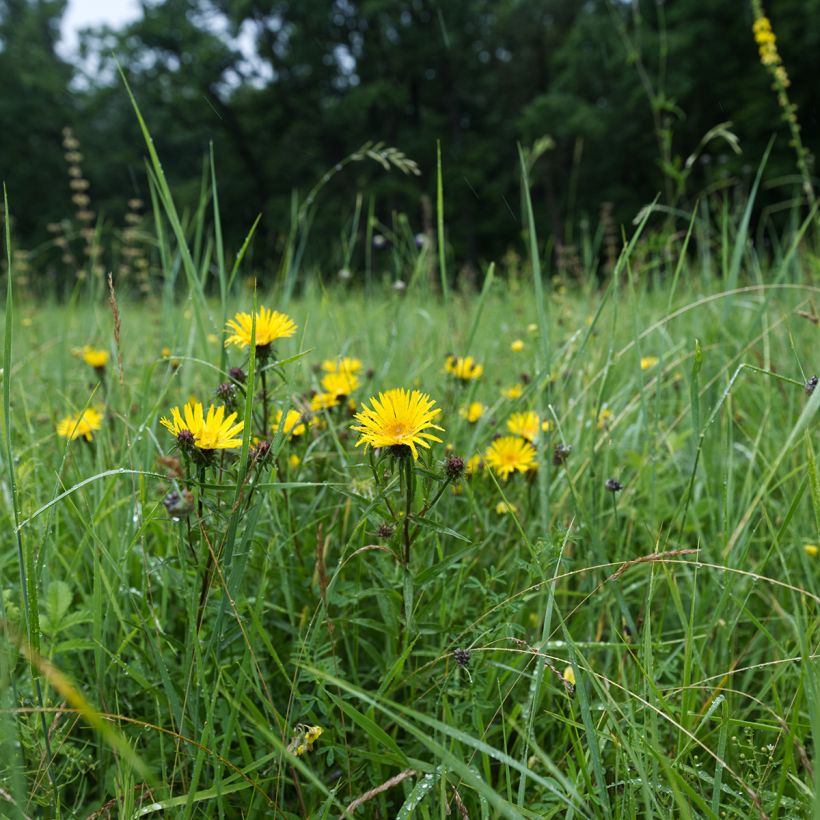 Inula ensifolia (Porte)