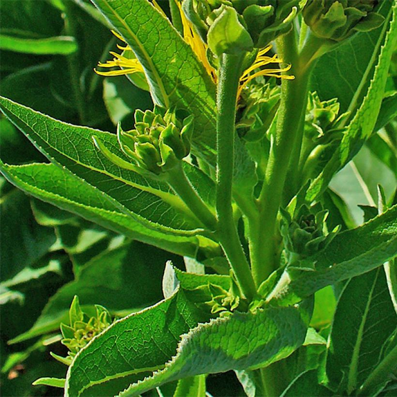 Inula helenium - Helenio (Follaje)