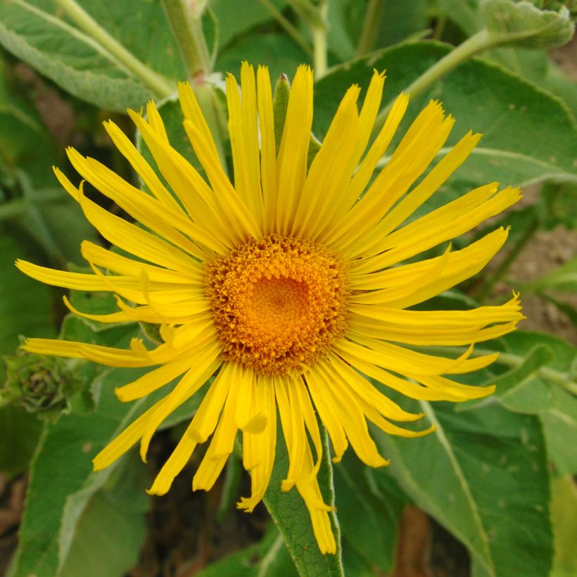 Inula orientalis (Floración)