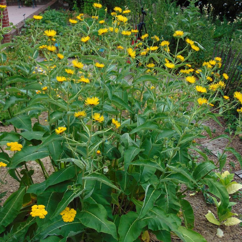 Inula orientalis (Porte)