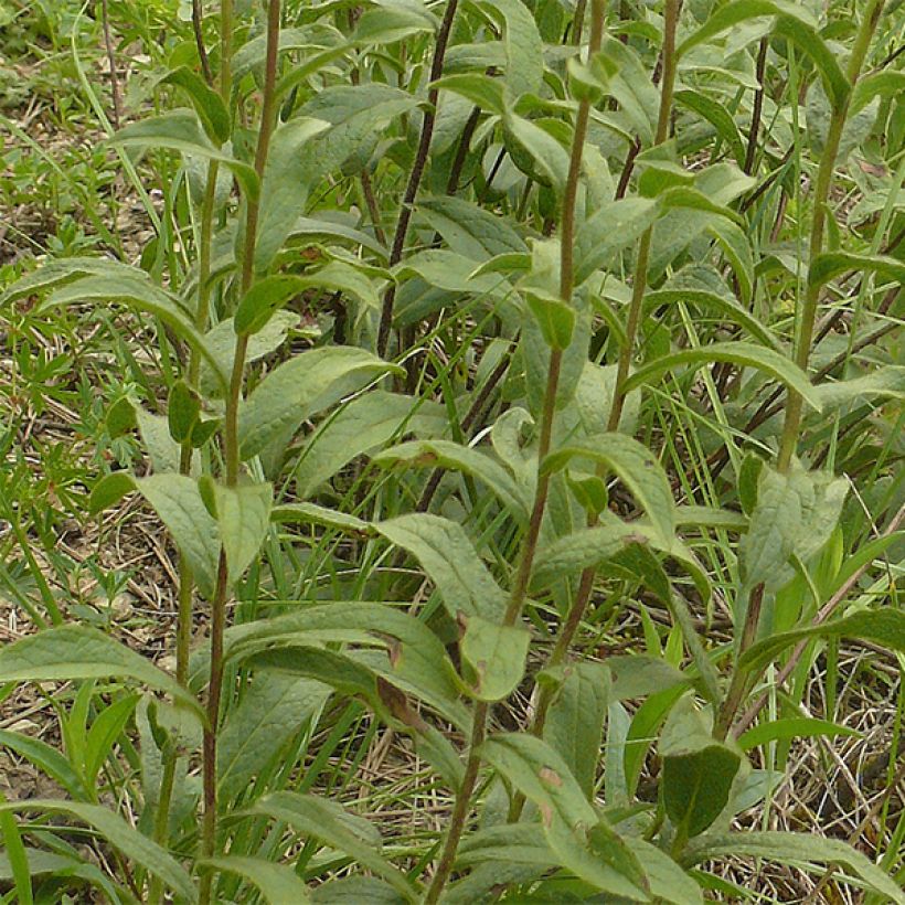 Inula racemosa Sonnenspeer (Follaje)