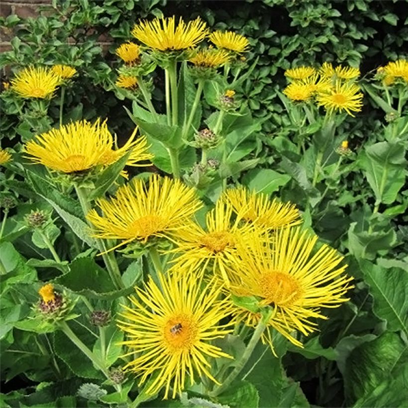 Inula racemosa Sonnenspeer (Floración)