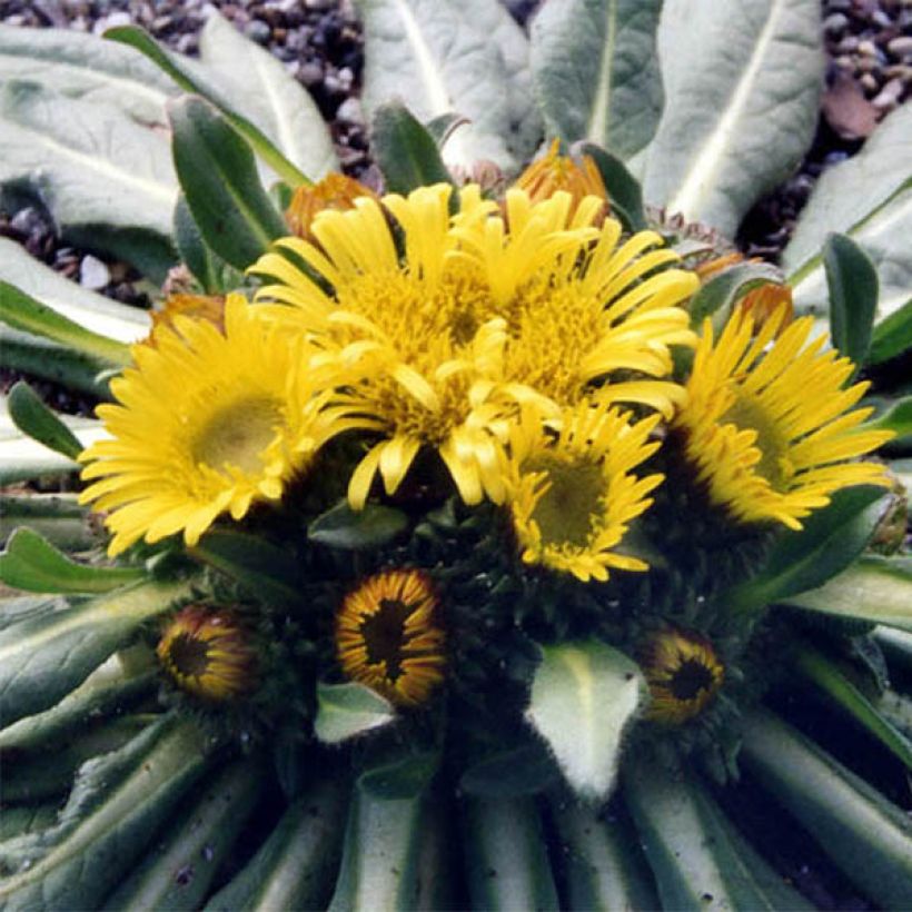 Inula rhizocephala (Floración)