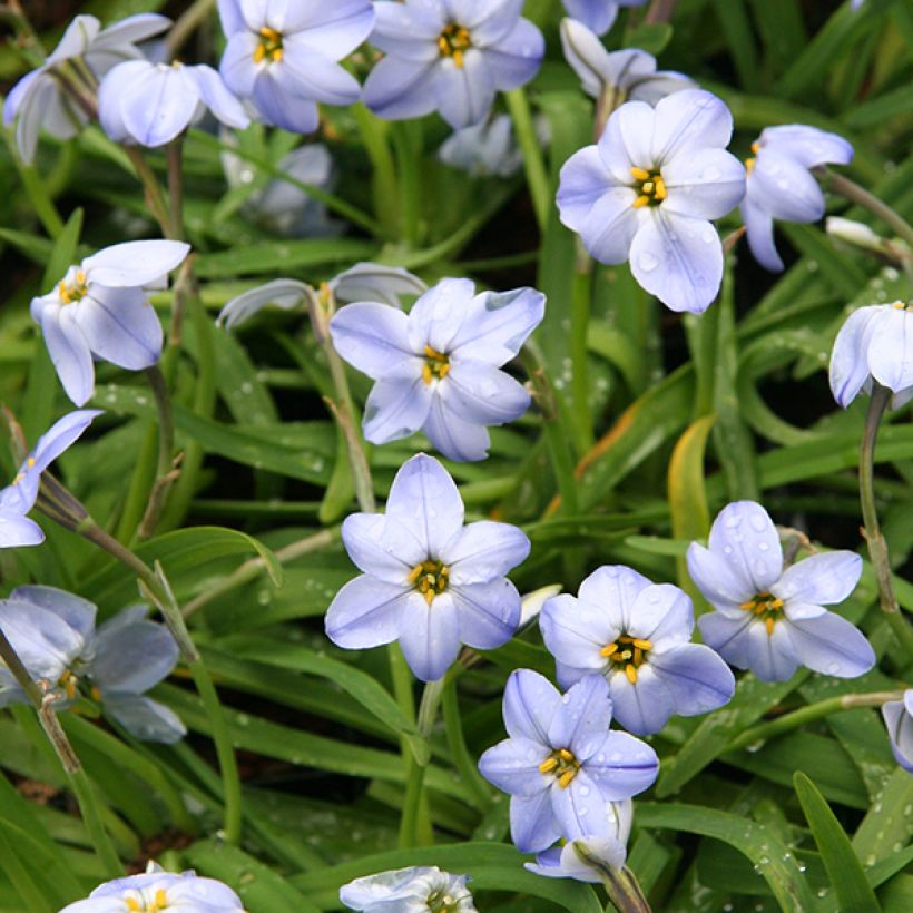 Ipheion uniflorum Rolf Fiedler (Floración)